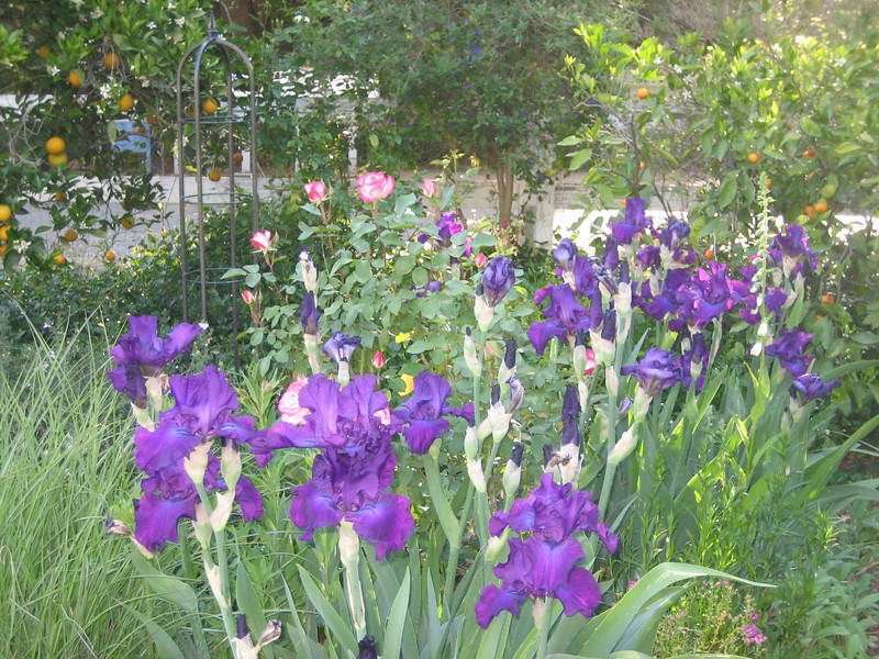 Cottage Garden Landscape Design Photos