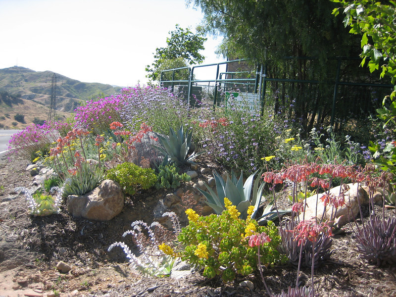 drought resistant native landscape design photos drought resistant native landscape design photos