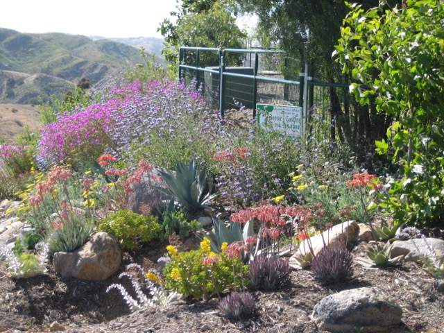 Drought Tolerant And Native Landscape Design Photos Native And Mediteranean Design In Orange County