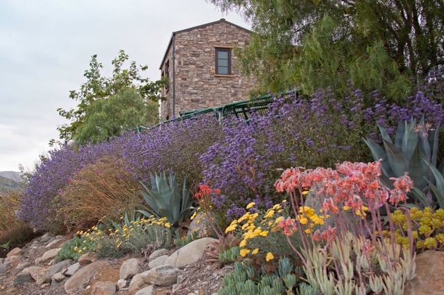 drought-tolerant-native-landscape-design-1